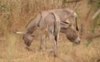 L’Armp épingle le Ministère de l'Environnement sur une affaire de surfacturation dans l'achat de 294 ânes vivants