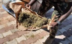 Fatick: 263 kg de chanvre indien saisis au quai de Sibassor 