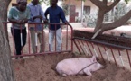 Complaintes éleveurs de Porcs: Quand le «Niamu Mbaam… » devient introuvable