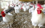 Grippe aviaire: le Mali ferme ses frontières aux produits avicoles sénégalais