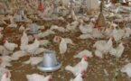 Grippe aviaire: Après le Mali et la Gambie, la Mauritanie ferme ses frontières au Sénégal