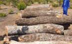 Coupe de bois illicite à Tambacounda: Un Sénégalais et deux Guinéens mis aux arrêts 