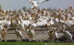 Mort des 750 pélicans au Parc de Dioudj: la grippe aviaire en est la cause