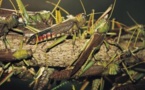 Madagascar menacée par une nouvelle invasion de criquets