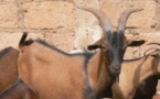 Deux chèvres volées... trouvées dans son poulailler: M. Mbaye s'en tire avec 6 mois de sursis
