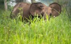 Gabon: le conflit entre les hommes et les éléphants devient préoccupant