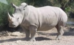 RD Congo: démantèlement d’un réseau de trafic de cornes de rhinocéros blanc