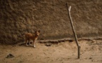 Au Mali, le trafic de viande de chien, un business qui prospère chez les plus démunis