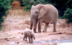 Centrafrique: les éléphants menacés par la situation politique