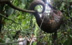 France: nouvelle saisie record d'écailles de pangolin à Roissy
