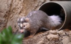 Le blaireau-furet, nouveau suspect dans la transmission du coronavirus à l'être humain