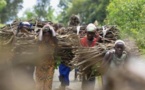 RDC: la préservation de la forêt au défi du développement agricole
