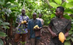 Côte d'Ivoire : la forte réduction du prix du cacao payé aux planteurs