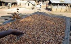 Cacao: forte réduction du prix payé aux planteurs en Côte d'Ivoire