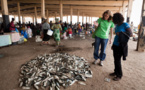 Pêche illégale: Greenpeace encourage et invite l’Etat du Sénégal à se doter de moyens pour une meilleure surveillance de ses eaux