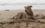 Littoral de la banlieue de Dakar: affamés et enragés, les chiens errants sèment la terreur