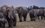 Côte d’Ivoire: les éléphants plus que jamais menacés d’extinction