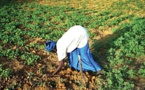 Foncier au Sénégal : Seules 2% des femmes ont des papiers individuels sur la terre