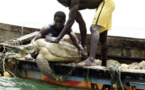Protection de tortues marines et oiseaux de mer: les pays membres de la Csrp déroulent leur stratégie