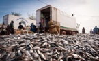 Pêche artisanale : plus de 60.000 tonnes de poissons débarquent chaque année dans le département de Saint-Louis