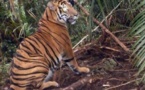Des Indonésiens coincés dans un arbre par des tigres