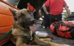Italie : les trafiquants utilisaient des chiens pour transporter la drogue