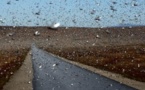 Madagascar de nouveau ravagé par les criquets