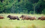 Gabon: à Pongara, les animaux font leur retour