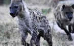 Afrique du Sud: chaîne de solidarité pour opérer un garçon attaqué par une hyène au Zimbabwe