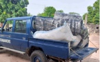 Saisie de 245 kg de chanvre indien par la gendarmerie de Thionck-Essyl