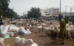 Tabaski 2021 : Ce n'est pas encore le grand rush chez les vendeurs de moutons