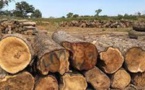 Coupe illégale de bois en Casamance : Les élus du Département de Bignona accusent le voisin gambien