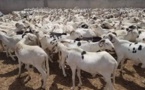  Tabaski 2021: « 760.000 sur les 810.000 moutons attendus sont déjà disponible » (Ministre)