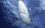 Hawaï : une touriste se fait arracher le bras par un requin