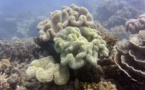 Australie: la Grande Barrière de corail évite la liste des sites en péril (Unesco)