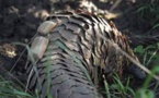 Afrique du Sud: des pangolins suivis à la trace pour assurer leur réintroduction