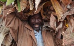 Les paysans burundais confrontés à la privatisation de la filière café
