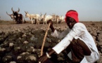 Tchad: 22 morts dans des affrontements entre éleveurs et agriculteurs