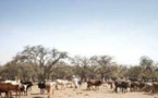 Tchad : un affrontement entre agriculteurs et pasteurs fait une vingtaine de morts
