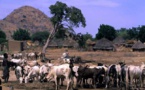 Tchad : un affrontement entre agriculteurs et pasteurs fait une vingtaine de morts