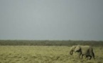 Namibie: une cinquantaine d’éléphants vendus par l’État
