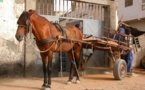 Grand-Dakar : Un cheval "fou" tue un septuagénaire