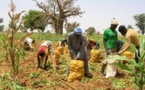 Perspectives agricoles et alimentaires 2013-2014 au Sahel et en Afrique de l’Ouest : la situation du marché