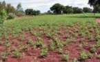 Sahel et Afrique de l’Ouest : malgré l’installation tardive des cultures, des conditions agrométéorologiques sont favorables à une production agropastorale moyenne à bonne