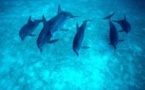 Madagascar : un échouage massif de dauphins lié à un sonar d'ExxonMobil