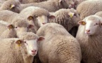 Des milliers de moutons espagnols débarquent en Tunisie pour l'Aïd