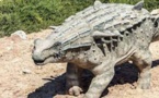 Maroc: découverte d'un fossile d'ankylosaure vieux de 168 millions d'années