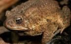 Madagascar: la prolifération du crapaud asiatique met en danger l'écosystème de l'est du pays