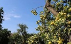 En Afrique du Sud, le marché florissant des agrumes
