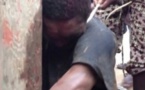 Surpris avec des moutons d'un marabout: deux voleurs lynchés à Touba
